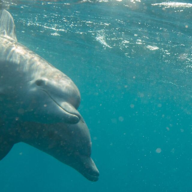 De curieux juveniles 👀 D’actifs adultes ✨ Plonger avec les dauphins, c’est s’immiscer dans leur vie sociale et y prendre parti. C’est toujours une expérience unique, car chacune des fenêtres qu’ils nous offrent l’est. Quel privilège, d’être intégrés de la sorte 💙