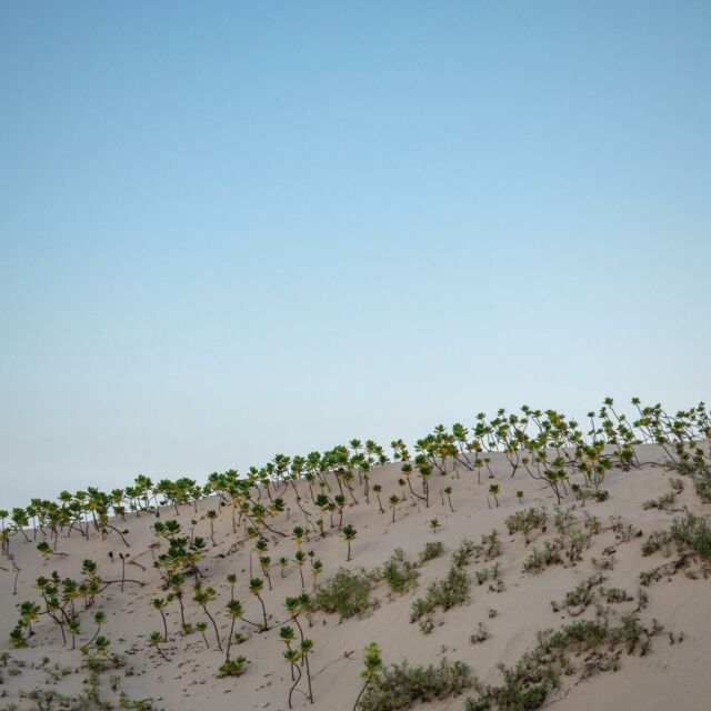 Pousses de dune au soleil levant