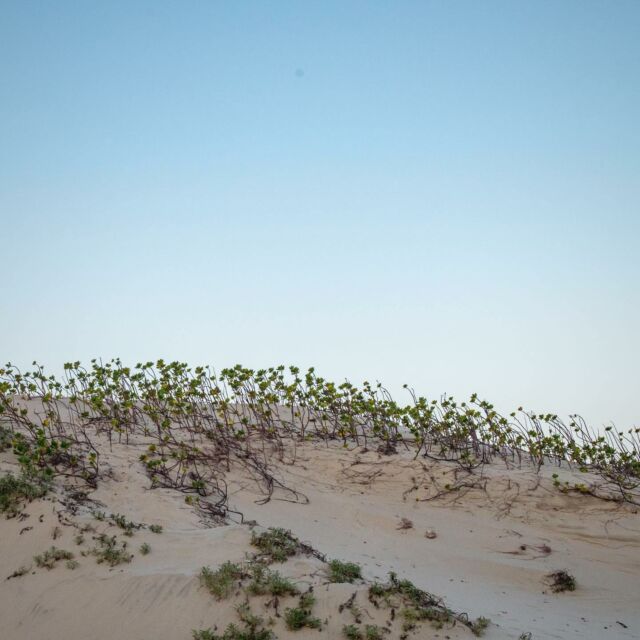 Dune mozambicaine a l’aube