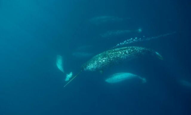 *narwhal series* As all toothed marine mammals, narwhals sing messages to each other - hence the string on bubbles emerging from their blowhole. This rare and exceptional photo of this behaviour is from well-established Canadian animal photographer Paul Nicklen. Perhaps a male singing hello or goodbye at his underwater camera? What do you think? ❄️