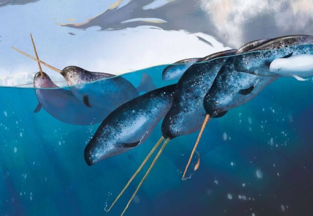 *narwhal series* this is a three-post informative series on narwhals, a species of marine mammals who are as fascinating as they are unlikely to be swam with 🥶 they present all the characteristics of social marine mammals and much more mind-boggling ones, such as growing not only one but two tusks as drawn beautifully by British children illustrator Howard Gray here.