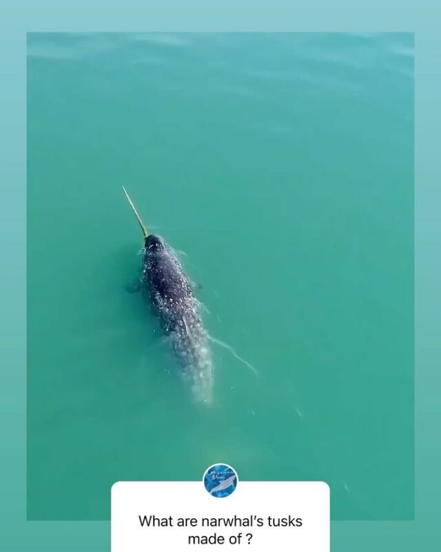 *narwhal series* Did you know? The long looong tusk (average length is 2 meters!) of (in majority male) narwhals is actually a canine tooth that extends from the left upper jaw, through the lip into a helical spiral, which, scientists think, is as much of help for mating than it is to sense environmental information.